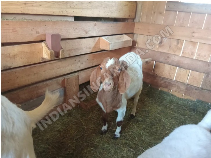 2-Year-Old Boer Goat for Sale β Possibly Pregnant