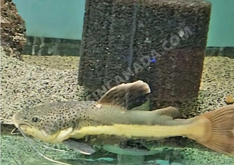 Red Tail Catfish 9" for Sale β Healthy & Active
