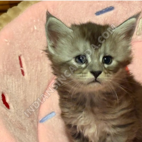Purebred Maine Coon Kittens for Sale