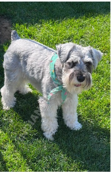 Purebred Miniature Schnauzer Puppies โ Ready for Their Forever Homes