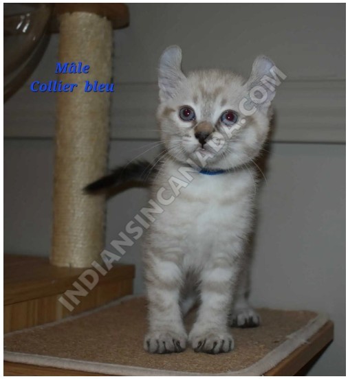 Highland Lynx Kittens for Sale in Joliette, Quebec