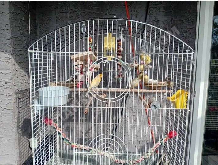 Canary Family with Large Bird Cage & Accessories β Complete Setup