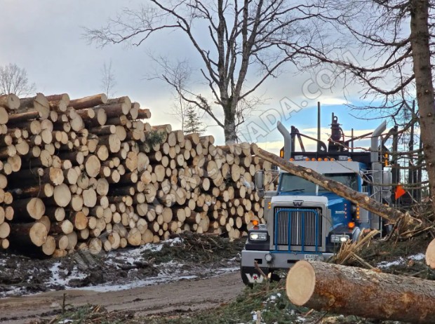 Class 1 Log Hauler Driver – Full-Time