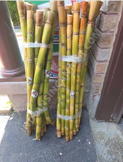 Sugarcane Cutting & Packing Helper Needed – Vaughan, ON