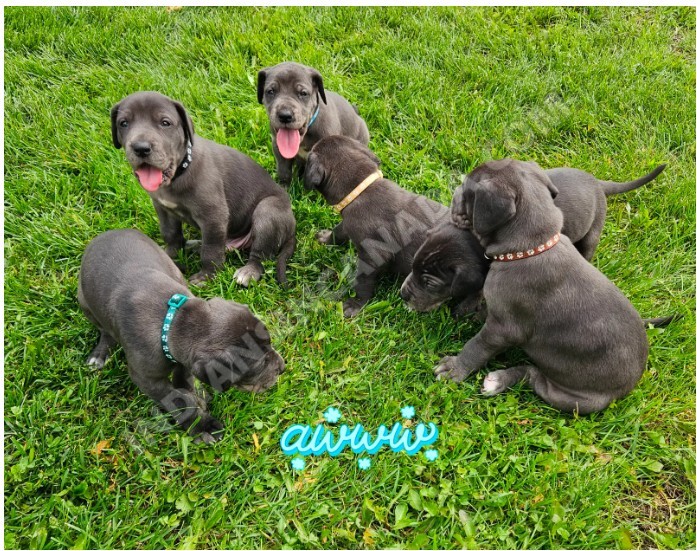 Great Dane Puppies for Sale