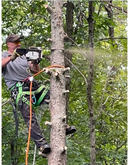 Professional Tree Care — Done Right the First Time